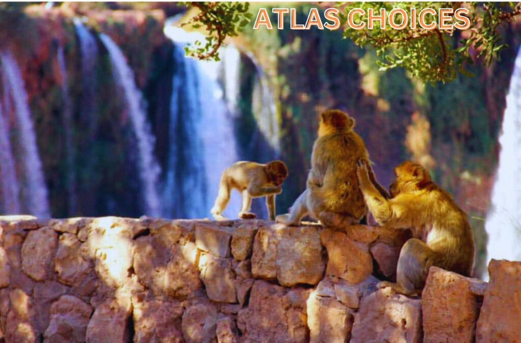 Playful Barbary apes near the Ouzoud Waterfalls in Morocco during a guided tour from Marrakech.