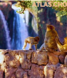 Playful Barbary apes near the Ouzoud Waterfalls in Morocco during a guided tour from Marrakech.