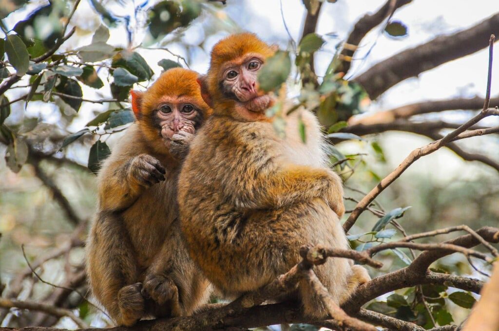 Wild Barbary apes in the cedar forest of Azrou during a Marrakech to Fes desert trip.